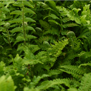 Hardy Fern Dryopteris filix-mas 'Crispa'